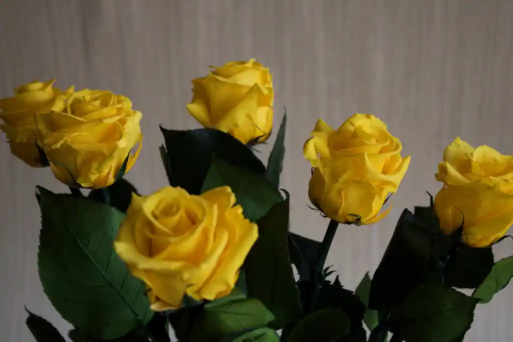 Rosa Estándar Amarillo