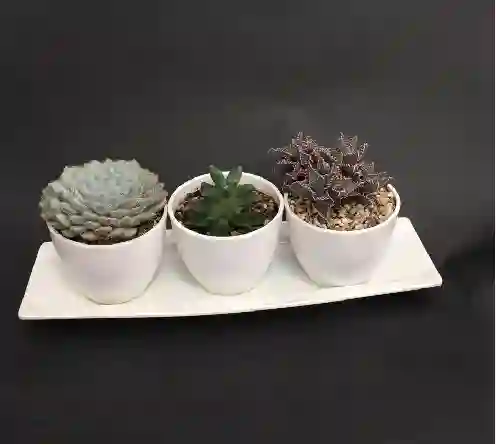 "trio Econo De Cactus Y Suculentas "