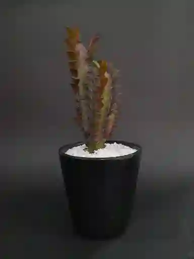 "cactus Euphorbia O Arbol Africano De Leche O Cactus Catedral "