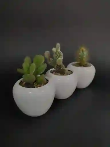 "mini Trio De Cactus Y Suculentas "