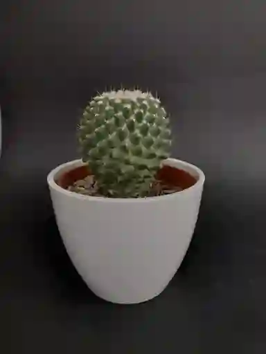 Cactus Variedad