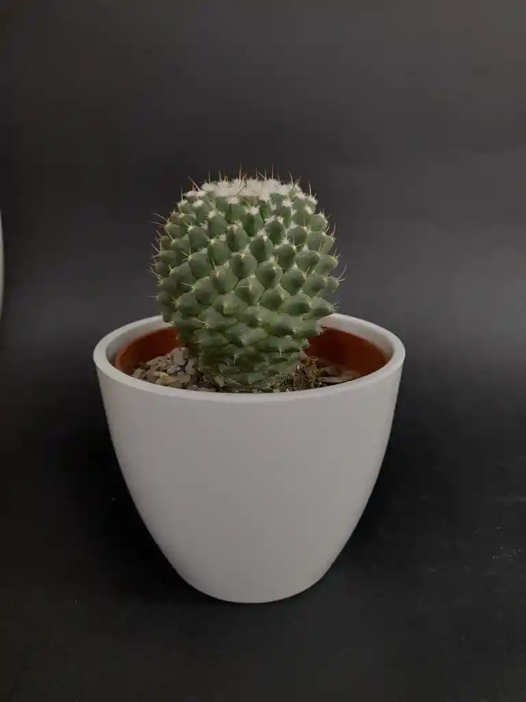 Cactus Variedad