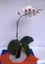 Planta De Orquidea Phalenosis