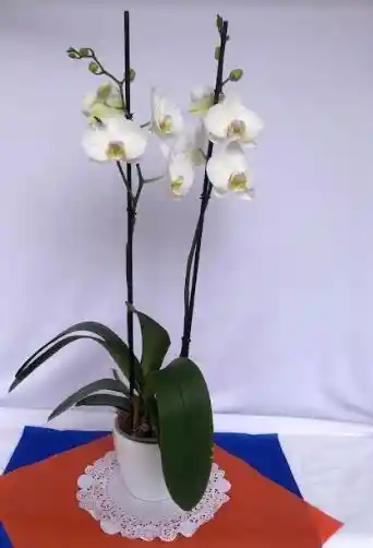 Planta De Orquídea Ii