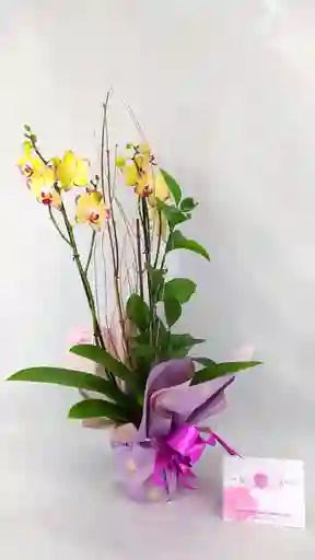 Mata De Orquídea Decorativa Ref. Ao-001