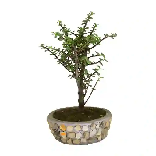 Bonsai Jade Abastdeco Plantas Y Regalos