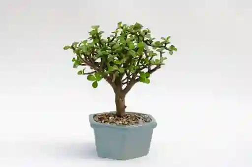 Bonsai Jade