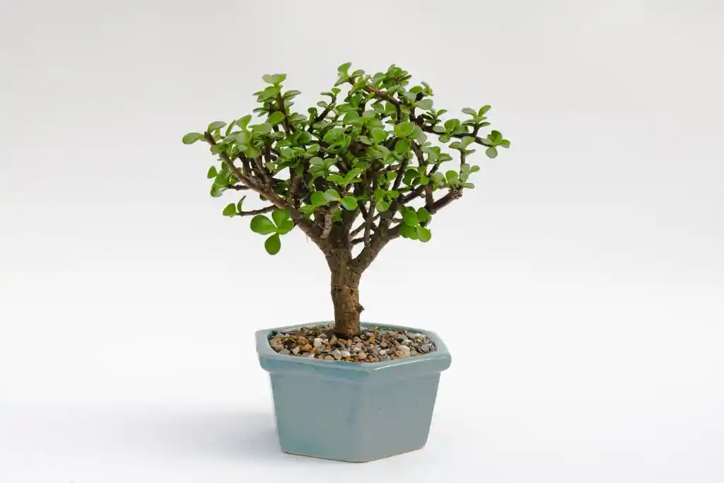 Bonsai Jade