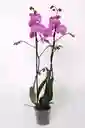 Orquidea Morada De 2 Tallos