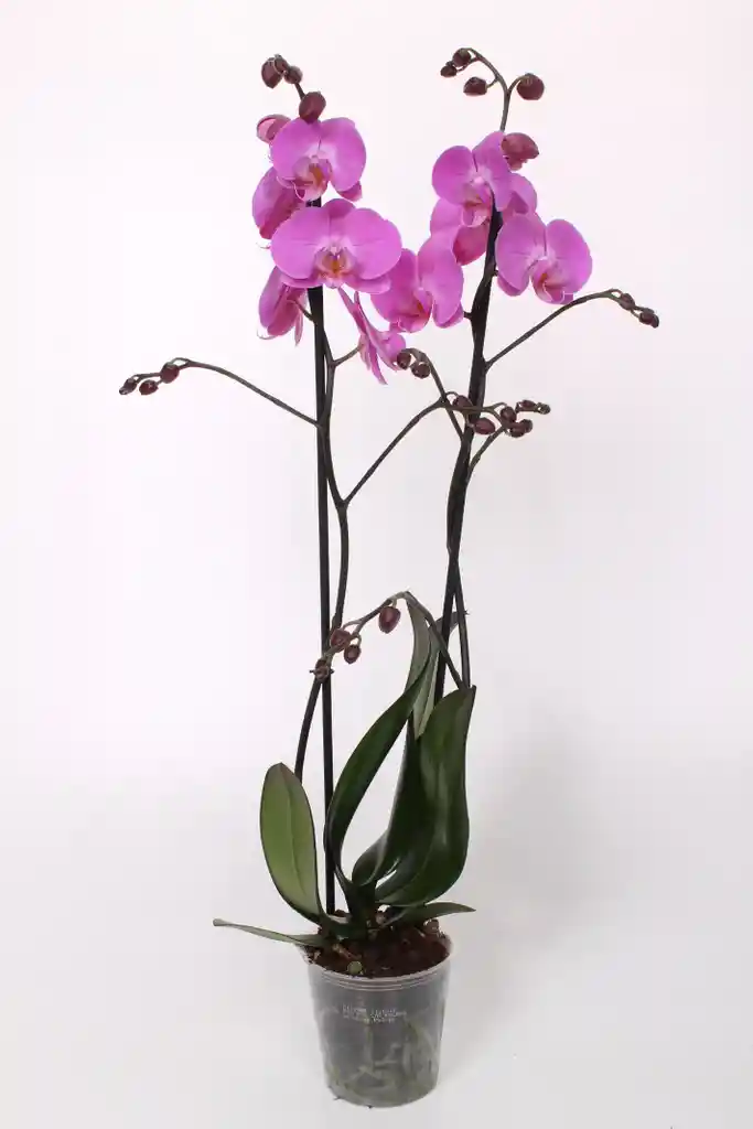 Orquidea Morada De 2 Tallos