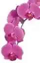 Orquidea Morada De 2 Tallos