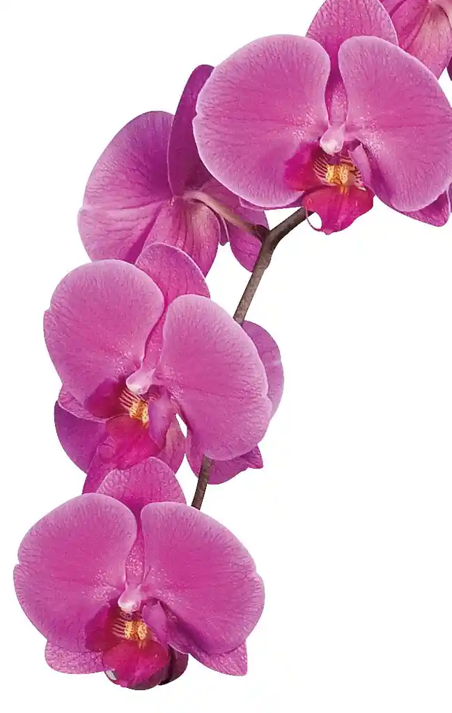 Orquidea Morada De 2 Tallos