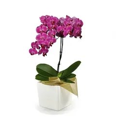 Mini Orquidea Elegance Morada 1 Vara Multiflora