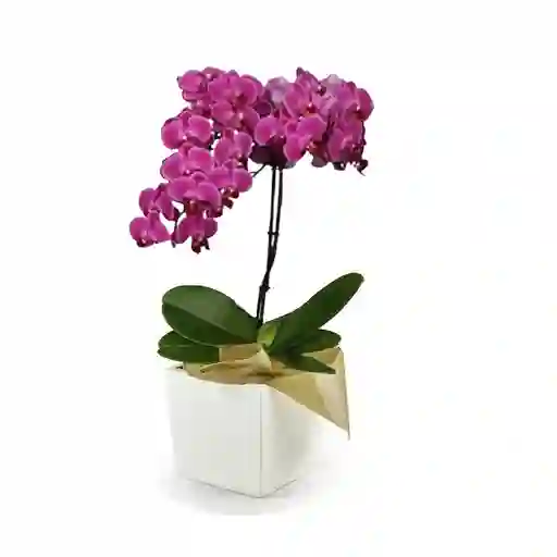 Mini Orquidea Elegance Morada 1 Vara Multiflora