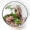 Terrario Mixto