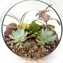 Terrario Mixto