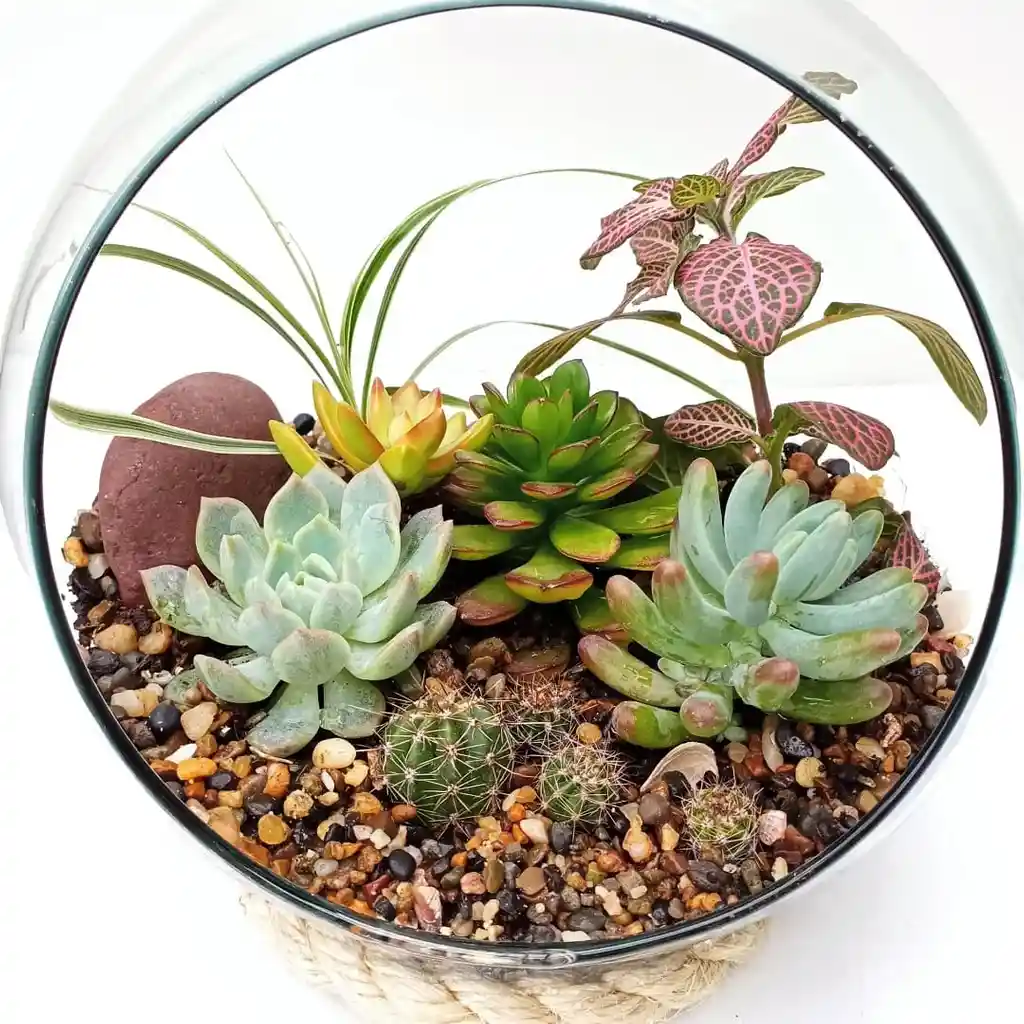 Terrario Mixto