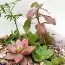 Terrario Mixto
