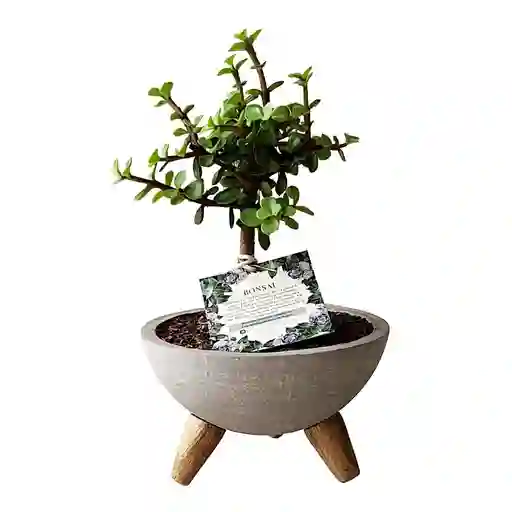 Bonsai De Jade En Bowl En Concreto