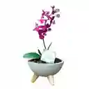 Orquidea Baby En Bowl De Concreto