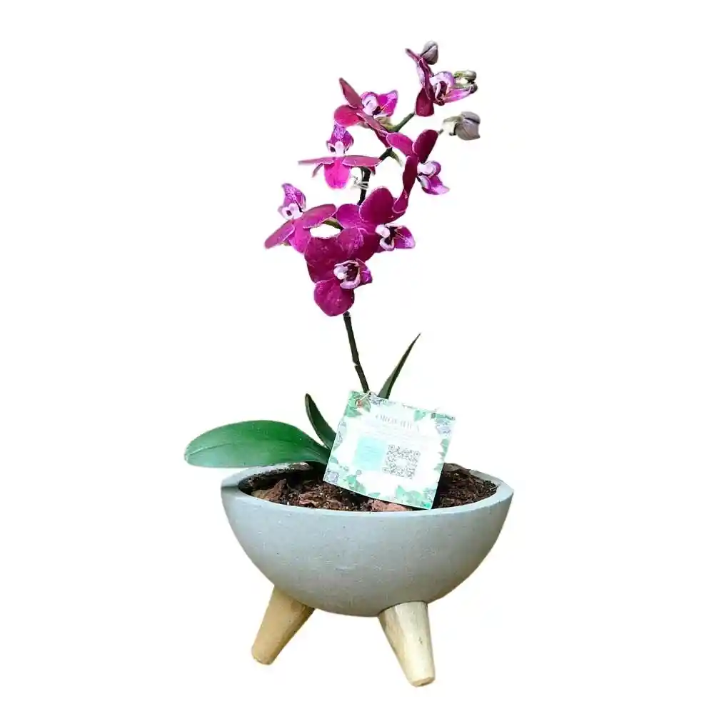 Orquidea Baby En Bowl De Concreto