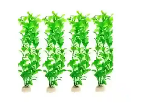 Plantas X 5 Unidades