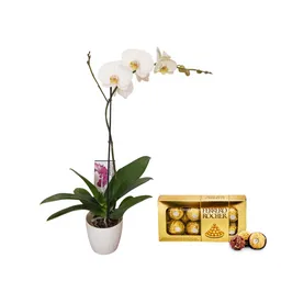 Orquidea Planta De S + Chocolates Ferrero Regalo