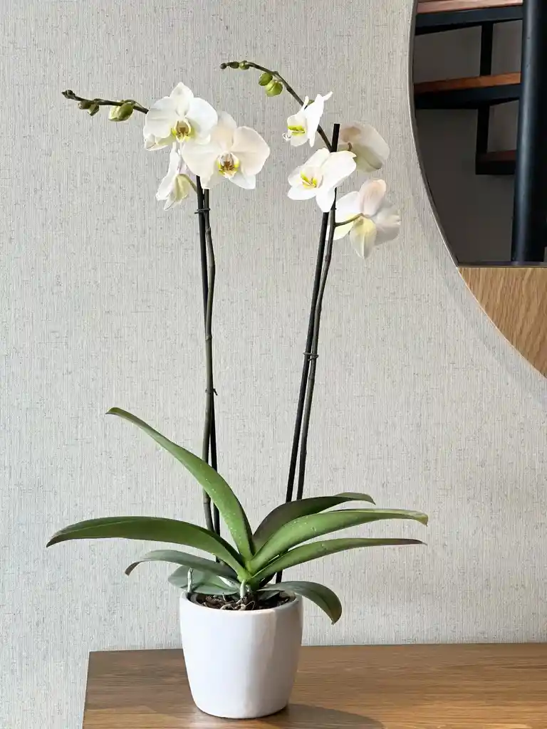 Orquidea Phalaenopsis De Dos Varas Para Regalo.