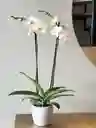 Orquídea Phalaenopsis De Dos Varas + Matera De Cerámica Blanca