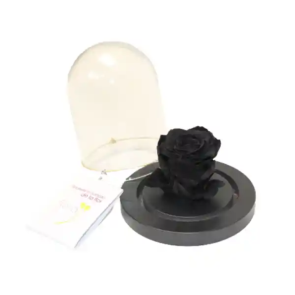 Flores Y Rosas : Dome Negro Preservada