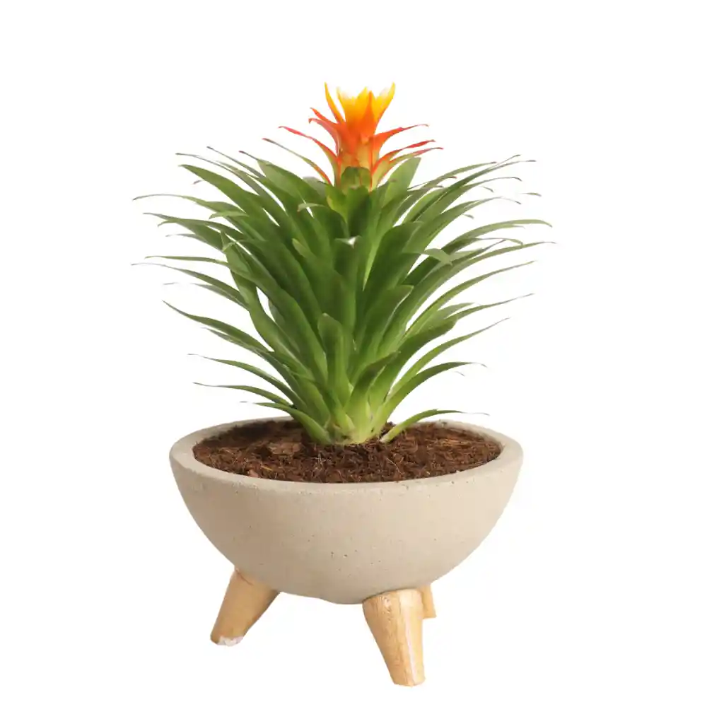 Mini Bromelia En Bowl De Concreto