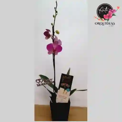 Orquídea Queen 2 Varas + Matero De Madera Con Chocolates