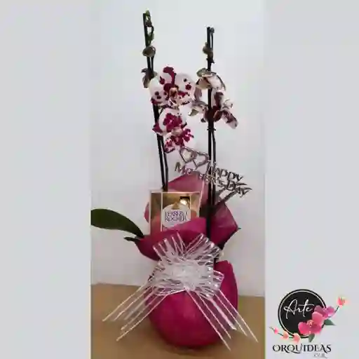 Orquídea Queen 2 Varas Con Matero De Cerámica, Chocolates