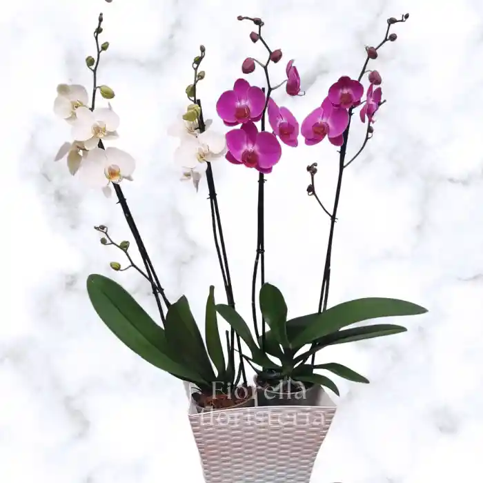 Orquídea 1339