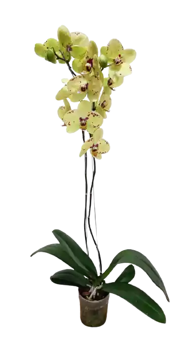 Orquídea 1 Vara Amarilla Alegría