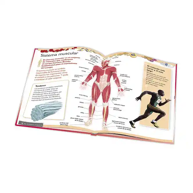 Libro Para Niños Educativo Del Cuerpo Humano