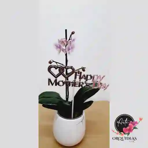 Orquídea Mini Gold Con Matera De Lujo