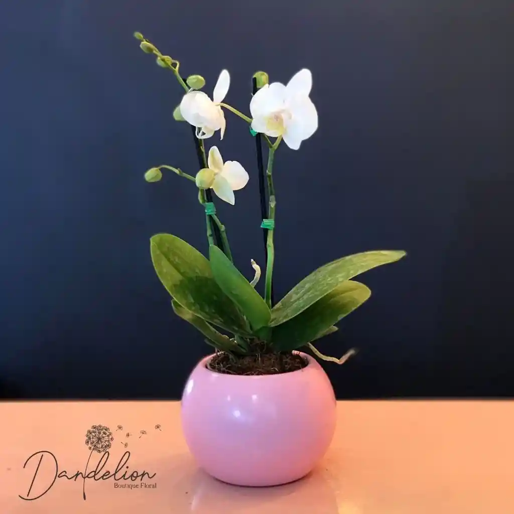 Orquidea Mini Gold En Matera De Ceramica