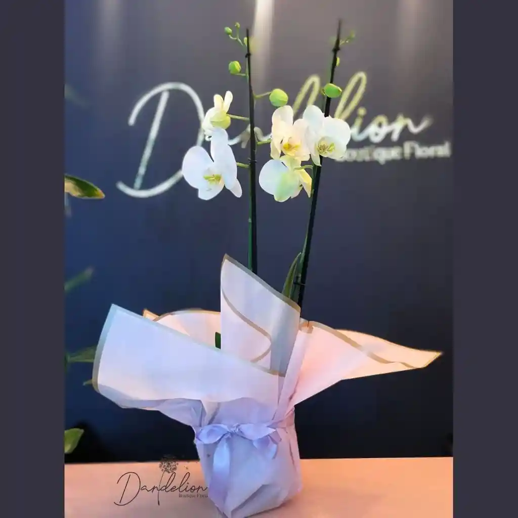 Orquidea Supreme De 2 Espigas Blanca