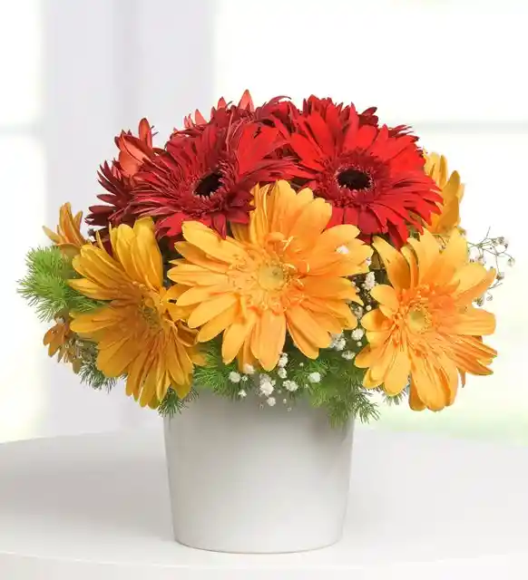 Gerberas En Caja Blanca