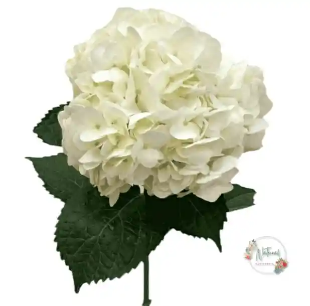 Hortensia Blanca