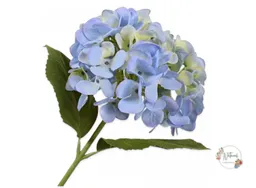 Hortencia Azul