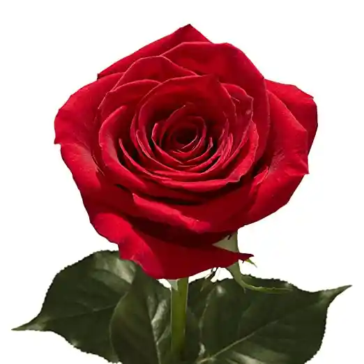 Rosas Rojas X 12 En Caja Rosada + Oso Pequeño Don Eloy