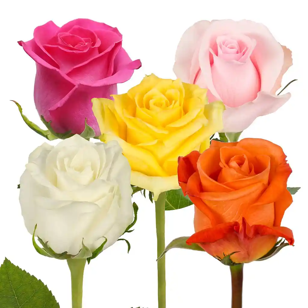 Rosas Surtidas X 12 En Caja Rosada + Oso Pequeño Don Eloy