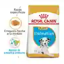 Royal Canin Alimento Para Perro Dalmata Puppy 12 Kg