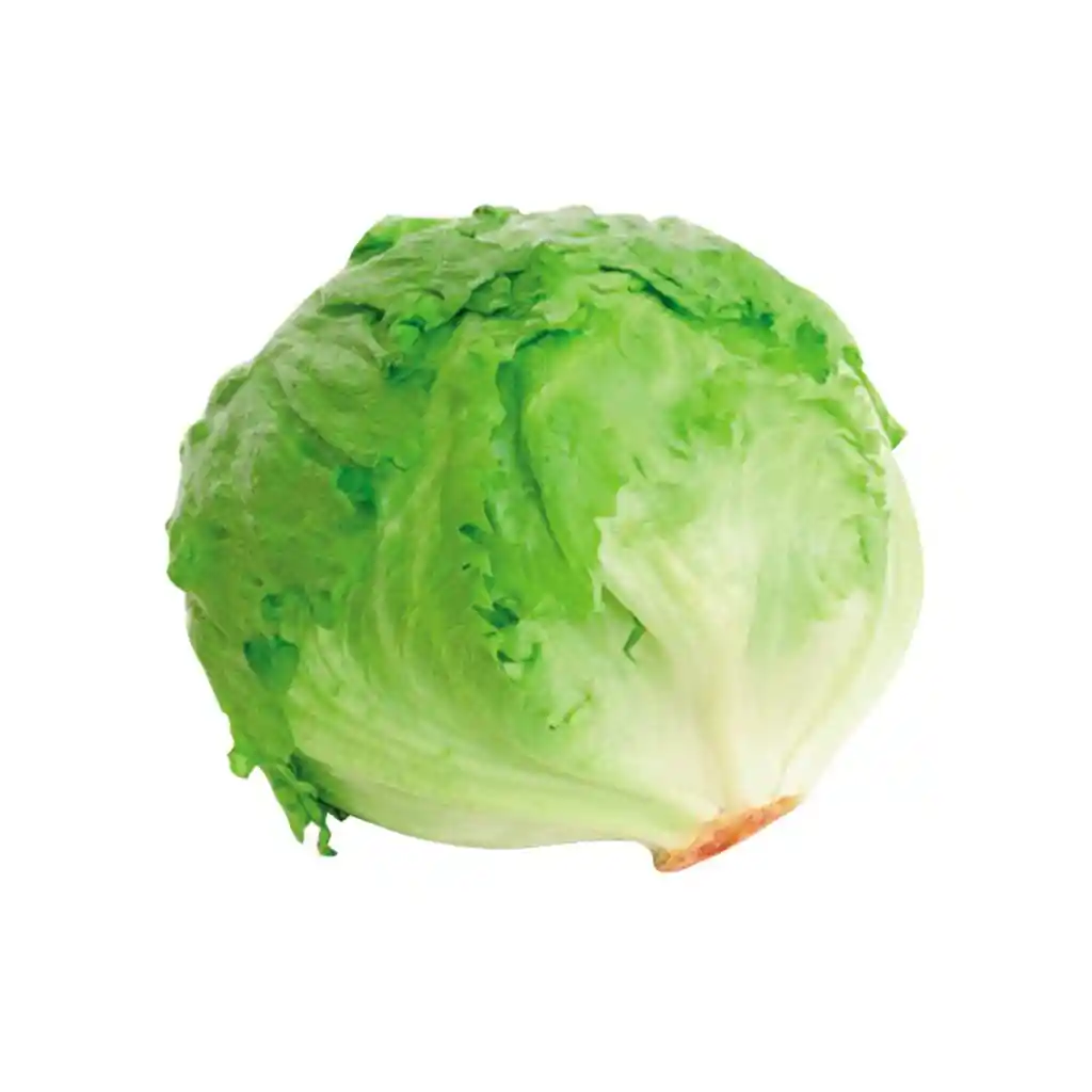 Lechuga Batavia