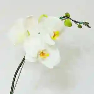 Orquidea Phalaenopsis Blanca Supreme Dos Varas
