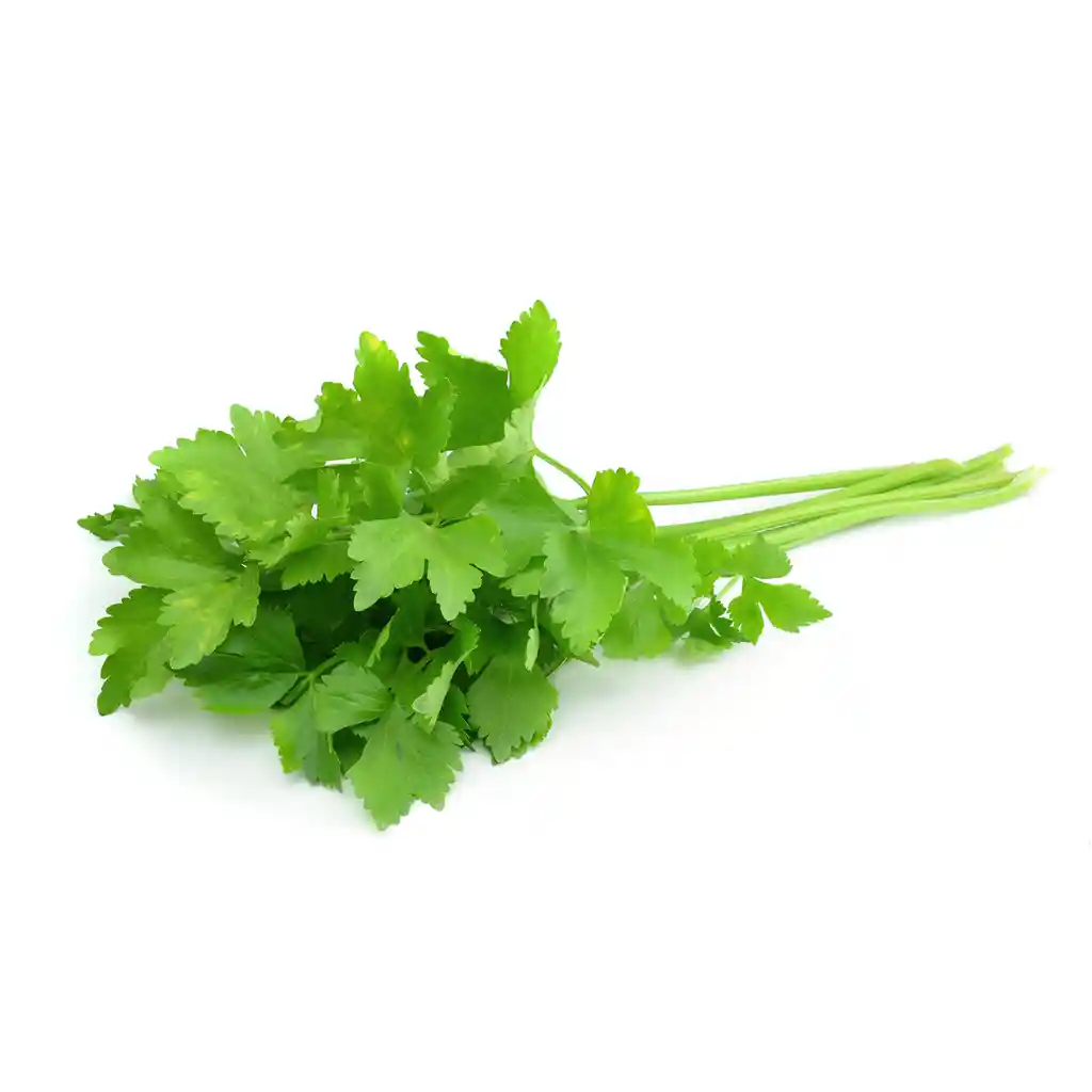 Cilantro Atado