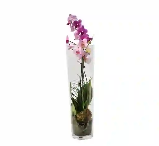 Orquidea Vida