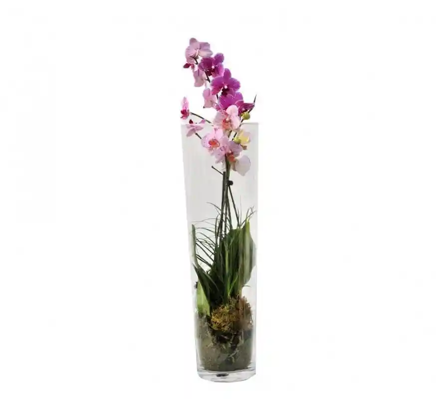 Orquidea Vida
